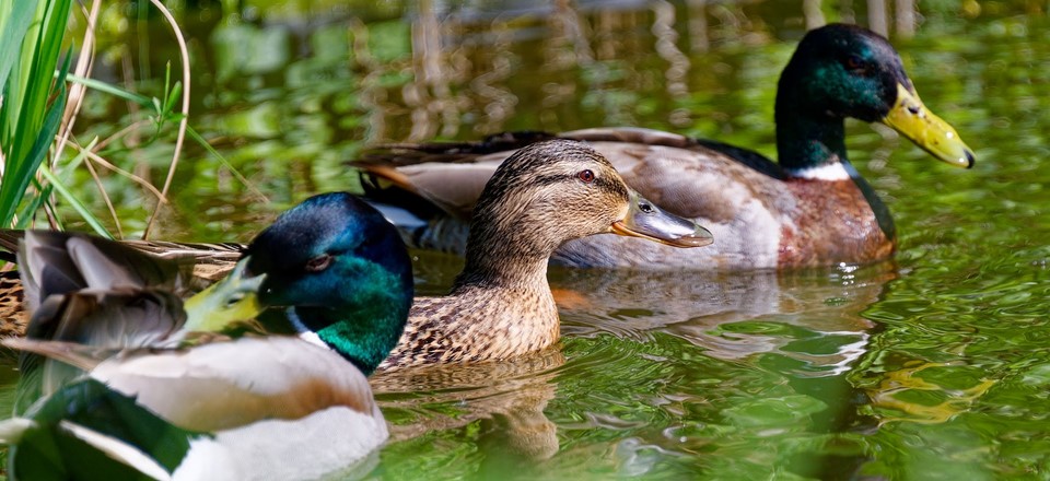 DSC_3607_DxO.jpg